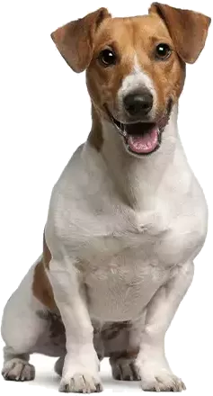 Canil Jack Russell